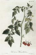 Alexander von Humboldt Lycopersicum esculentum Spain oil painting artist